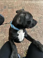 Bello, a male American Pit Bull Terrier for sale in Baltimore, MD – Photo 3 of 3