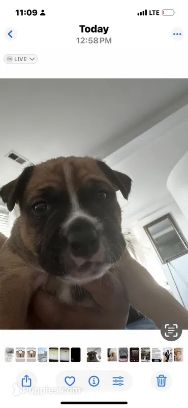 Kong – American Pit Bull Terrier puppy for sale in Baltimore, MD