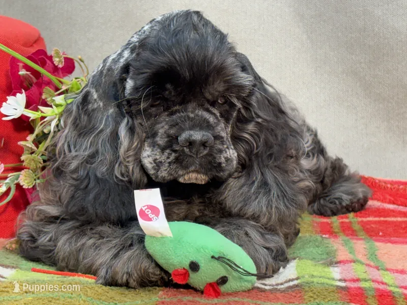Blue  – Cocker Spaniel puppy for sale in Bevier, MO