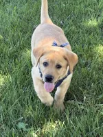 Ike, a male Labrador Retriever for sale in Bevier, MO – 4 of 10