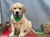 Ice, a male Labrador Retriever for sale in Bevier, MO – 6 of 10