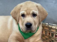 Ice, a male Labrador Retriever for sale in Bevier, MO – 2 of 10