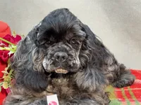 Blue , a male Cocker Spaniel for sale in Bevier, MO – 5 of 7
