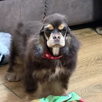 Jordan, a male Cocker Spaniel for sale in Bevier, MO – Photo 2 of 10