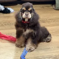 Jordan, a male Cocker Spaniel for sale in Bevier, MO – Photo 8 of 10