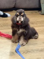 Jordan, a male Cocker Spaniel for sale in Bevier, MO – Photo 8 of 10