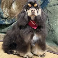 Jordan, a male Cocker Spaniel for sale in Bevier, MO – Photo 1 of 10