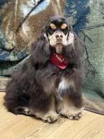 Jordan, a male Cocker Spaniel for sale in Bevier, MO – Photo 1 of 10