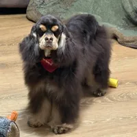 Jordan, a male Cocker Spaniel for sale in Bevier, MO – Photo 9 of 10