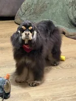 Jordan, a male Cocker Spaniel for sale in Bevier, MO – Photo 9 of 10