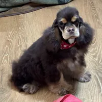 Jordan, a male Cocker Spaniel for sale in Bevier, MO – Photo 5 of 10