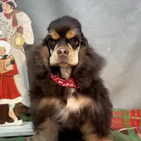 Jordan, a male Cocker Spaniel for sale in Bevier, MO – Photo 3 of 10