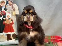 Jordan, a male Cocker Spaniel for sale in Bevier, MO – Photo 3 of 10