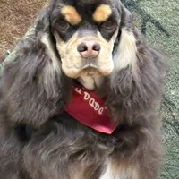 Jordan, a male Cocker Spaniel for sale in Bevier, MO – Photo 4 of 10