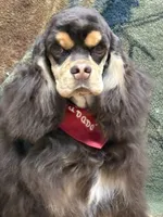 Jordan, a male Cocker Spaniel for sale in Bevier, MO – Photo 4 of 10