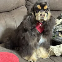 Jordan, a male Cocker Spaniel for sale in Bevier, MO – Photo 10 of 10