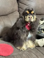 Jordan, a male Cocker Spaniel for sale in Bevier, MO – Photo 10 of 10