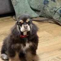 Jordan, a male Cocker Spaniel for sale in Bevier, MO – Photo 6 of 10