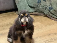 Jordan, a male Cocker Spaniel for sale in Bevier, MO – Photo 6 of 10