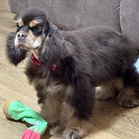 Jordan, a male Cocker Spaniel for sale in Bevier, MO – Photo 7 of 10