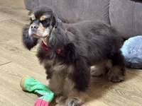 Jordan, a male Cocker Spaniel for sale in Bevier, MO – Photo 7 of 10