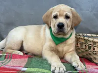 Ice, a male Labrador Retriever for sale in Bevier, MO – 9 of 10
