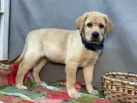 Ike, a male Labrador Retriever for sale in Bevier, MO – 5 of 10