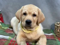 Ishma, a male Labrador Retriever for sale in Bevier, MO – 3 of 7