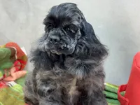 Blue , a male Cocker Spaniel for sale in Bevier, MO – 3 of 7