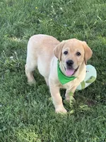 Ice, a male Labrador Retriever for sale in Bevier, MO – 7 of 10