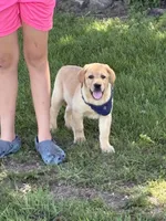 Ike, a male Labrador Retriever for sale in Bevier, MO – 2 of 10