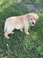 Ice, a male Labrador Retriever for sale in Bevier, MO – 5 of 10
