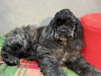 Blue , a male Cocker Spaniel for sale in Bevier, MO – 7 of 7