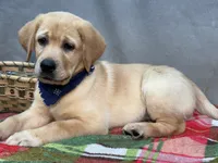 Ike, a male Labrador Retriever for sale in Bevier, MO – 3 of 10