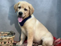 Ike, a male Labrador Retriever for sale in Bevier, MO – 6 of 10