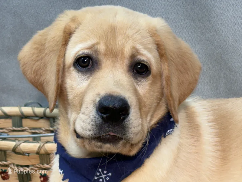 Ike – Labrador Retriever puppy for sale in Bevier, MO