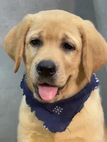 Ike, a male Labrador Retriever for sale in Bevier, MO – 9 of 10