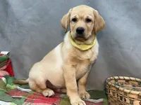 Ishma, a male Labrador Retriever for sale in Bevier, MO – 7 of 7