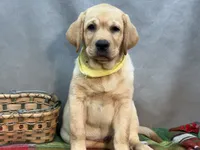 Ishma, a male Labrador Retriever for sale in Bevier, MO – 6 of 7