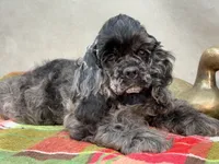 Blue , a male Cocker Spaniel for sale in Bevier, MO – 2 of 7