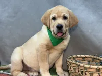 Ice, a male Labrador Retriever for sale in Bevier, MO – 3 of 10