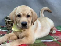 Ishma, a male Labrador Retriever for sale in Bevier, MO – 2 of 7