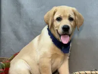 Ike, a male Labrador Retriever for sale in Bevier, MO – 7 of 10