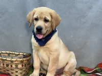 Ike, a male Labrador Retriever for sale in Bevier, MO – 8 of 10