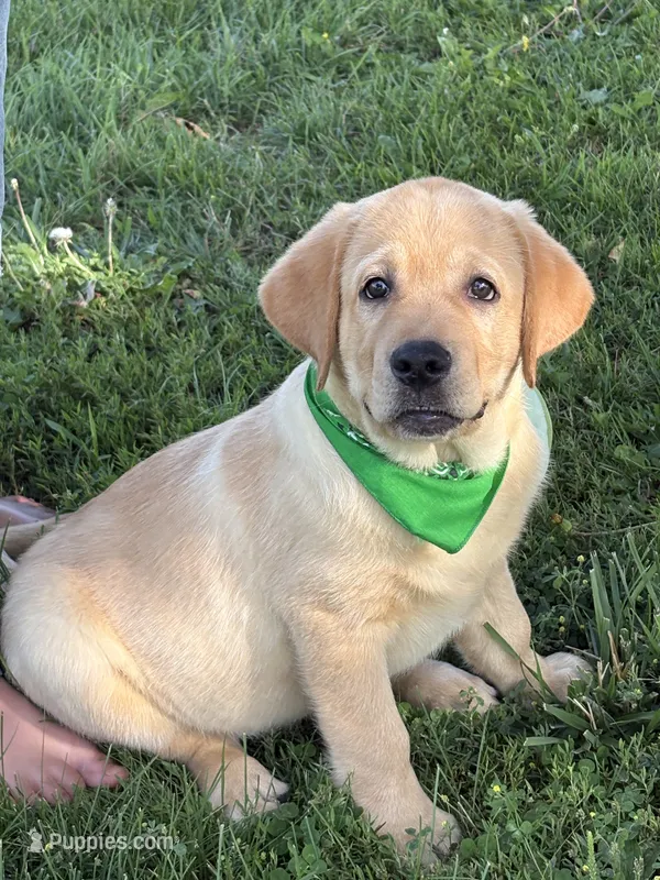 Ice – Labrador Retriever puppy for sale in Bevier, MO