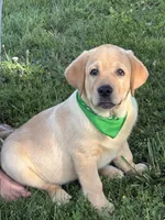 Ice, a male Labrador Retriever for sale in Bevier, MO – 1 of 10