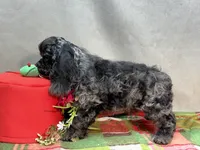 Blue , a male Cocker Spaniel for sale in Bevier, MO – 4 of 7