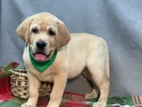 Ice, a male Labrador Retriever for sale in Bevier, MO – 10 of 10