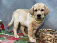 Ishma, a male Labrador Retriever for sale in Bevier, MO – 5 of 7