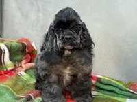 Blue , a male Cocker Spaniel for sale in Bevier, MO – 6 of 7